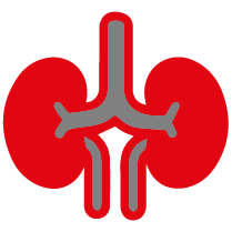 nefrologia rinones icono