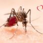 dia internacional contra el dengue 85x85